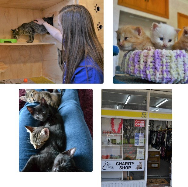 Cat Rescue Dunedin Charity Shop 1 cat rescue dunedin charity shop