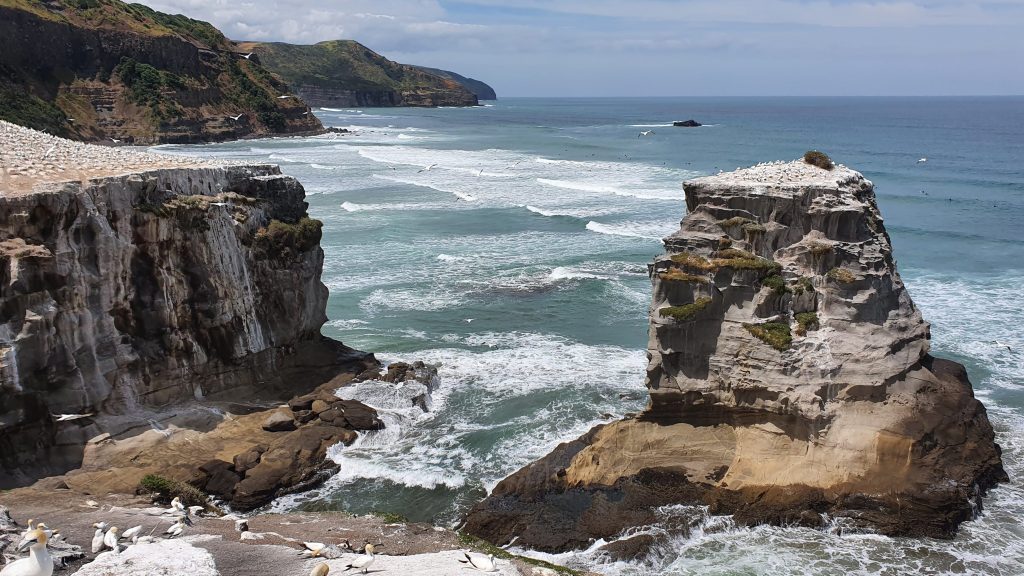muriwai beach