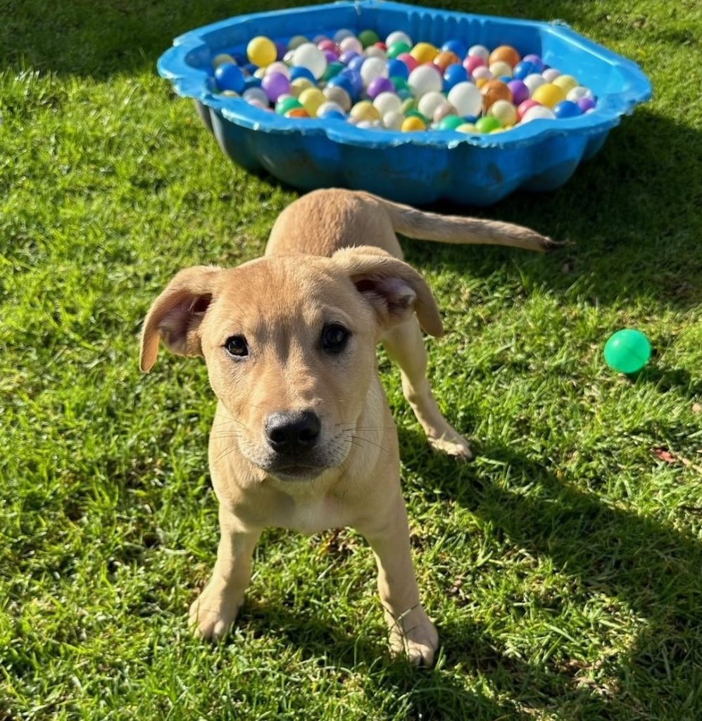 spca kerikeri centre