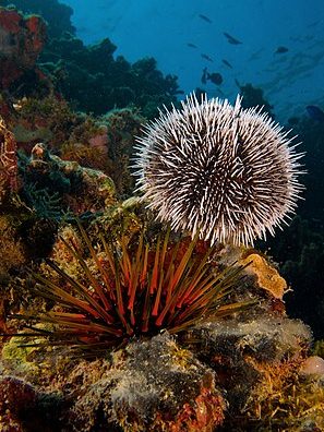 Urchin 1 urchin